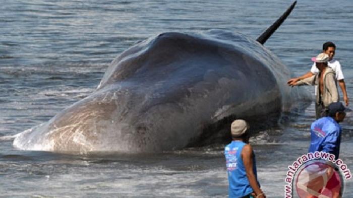 Ilustrasi Penyelamatan IkanPaus Sperma yang Terdampar di Aceh Beberapa Waktu Lalu/Antara