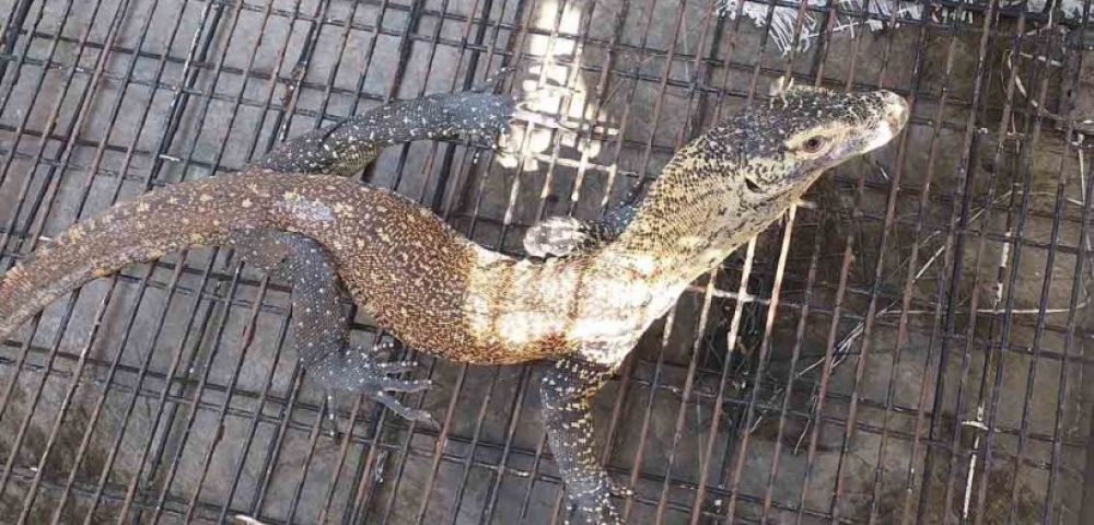 Komodo yang akan dilepasliarkan di NTT/ foto istimewa