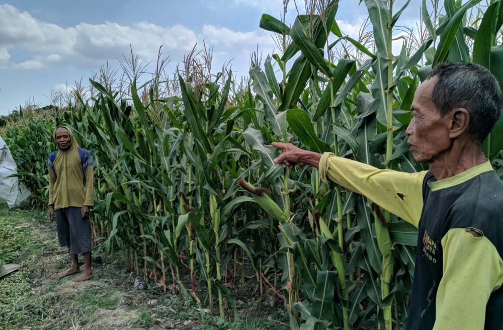 Warga Desa Sumberejo, Kecamatan Balong, Kabupaten Ponorogo, menunjukkan lokasi mereka melihat penampakan hewan diduga macan