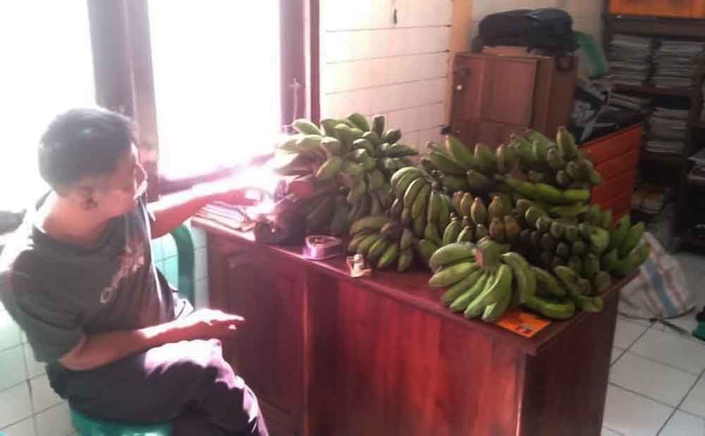 Barang bukti pisang hasil curian