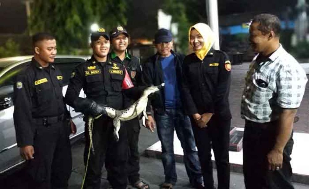 Buaya Muara yang berhasil diamankan