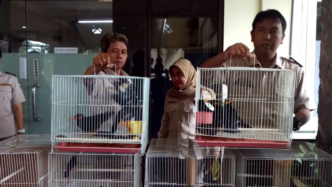 Video: Penyelundupan Ratusan Burung ke Surabaya Digagalkan 