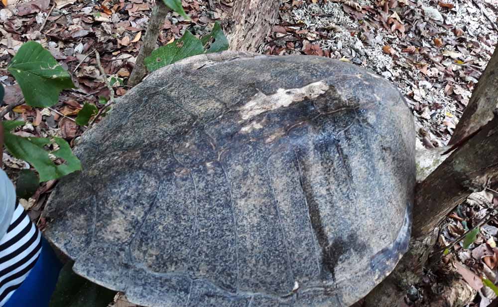Karapas penyu lekang yang ditemukan di pulau Sempu/Foto:  PROFAUNA Indonesia for jatimnow.com