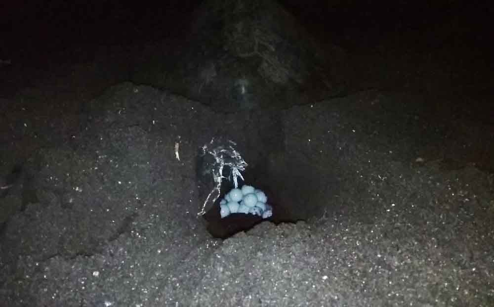 Penyu bertelur di Pantai Boom Banyuwangi