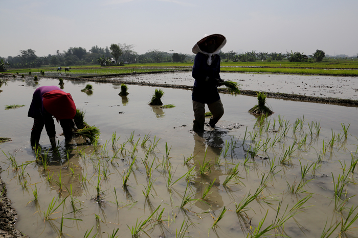 Lahan pertanian yang akan jadi Pertanian Terpadu