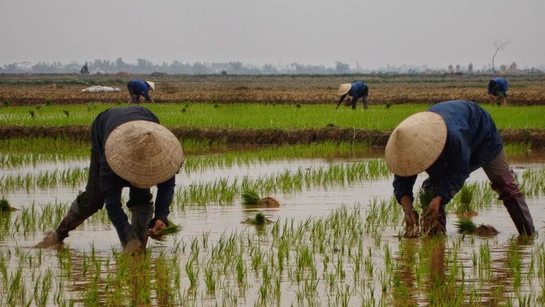 Petani menanam padi/ilustrasi google