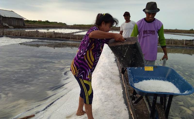 Petani garam saat mengumpulkan garamnya.