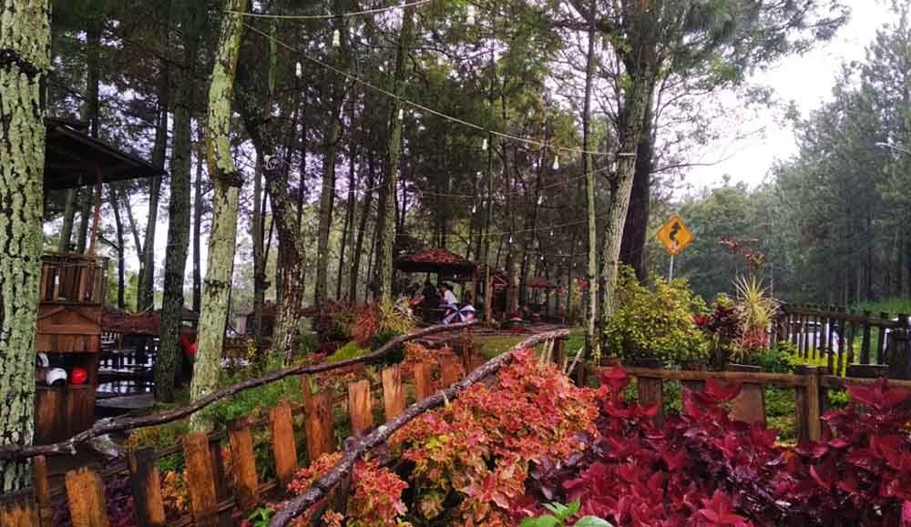 Kafe di Batu ini Tawarkan Sensasi Makan di Tengah Hutan Pinus