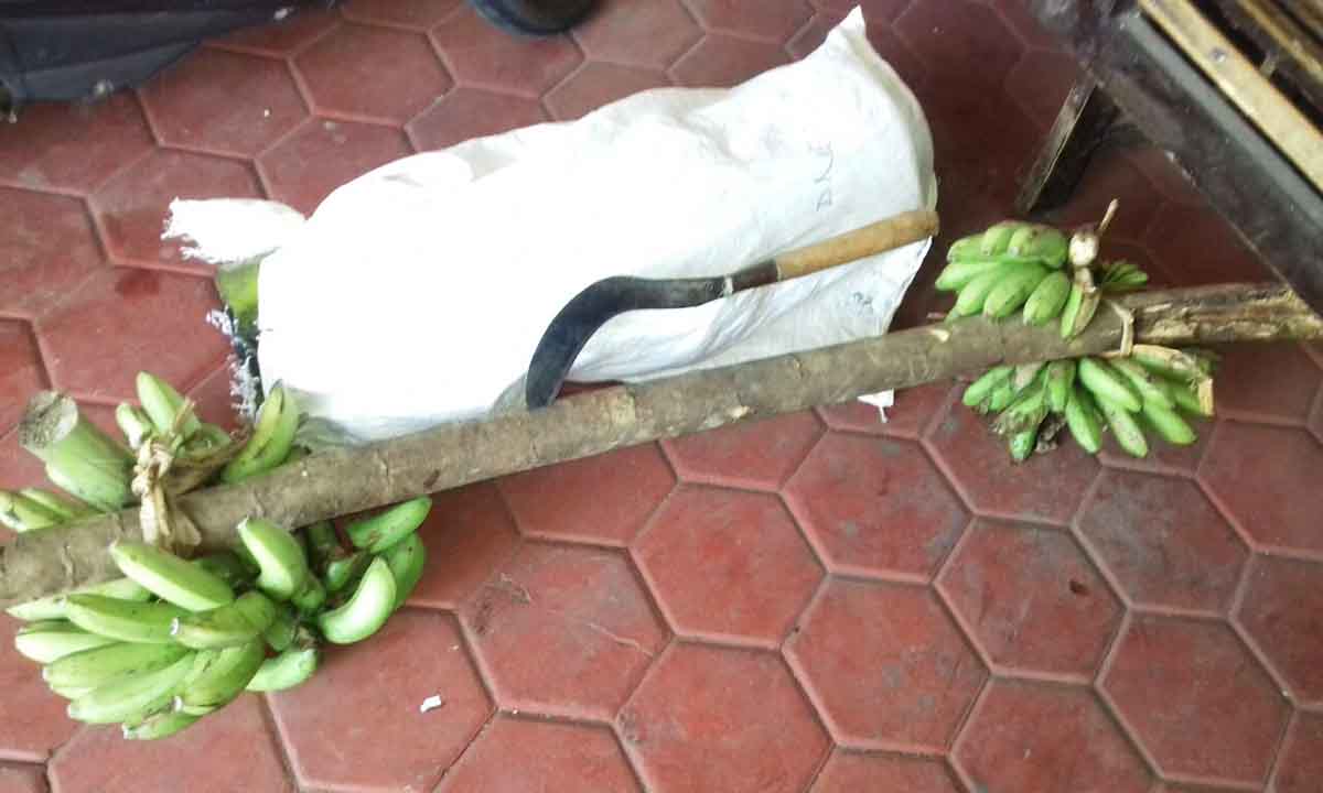 Dua tandan pisang yang dibawa kakek Jemikan dari hutan.