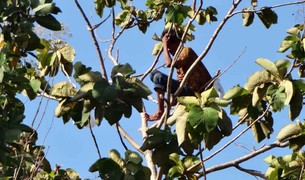 Suprobo di atas Pohon Jati