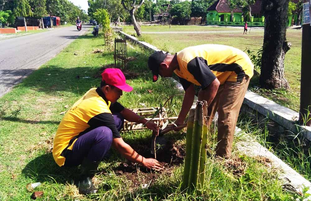 Penannaman pohon tabebuya chrysanta di Ponorogo