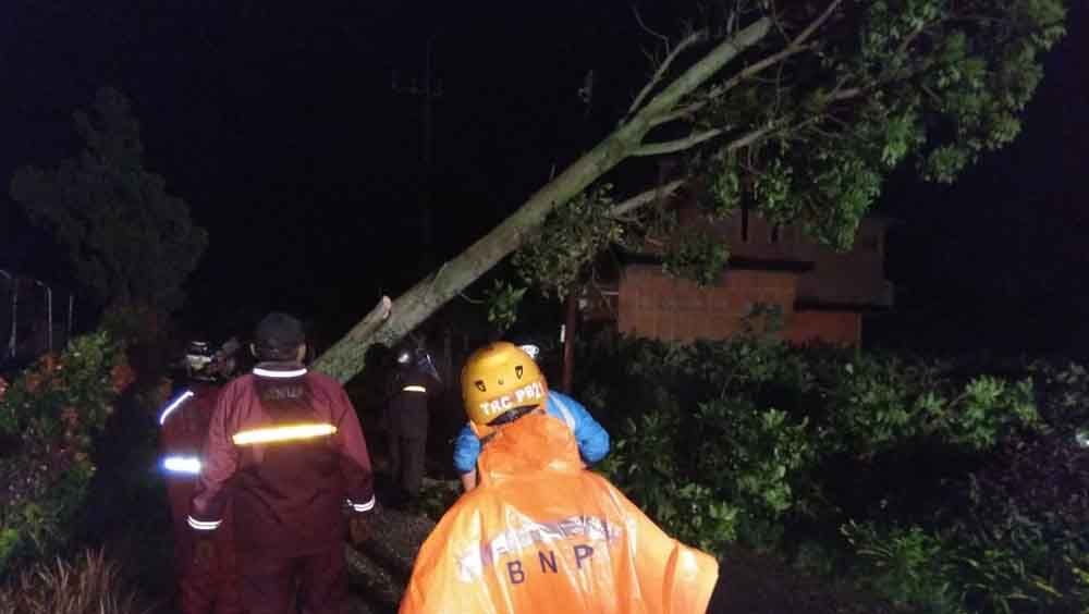 Pohon roboh di Kota Batu