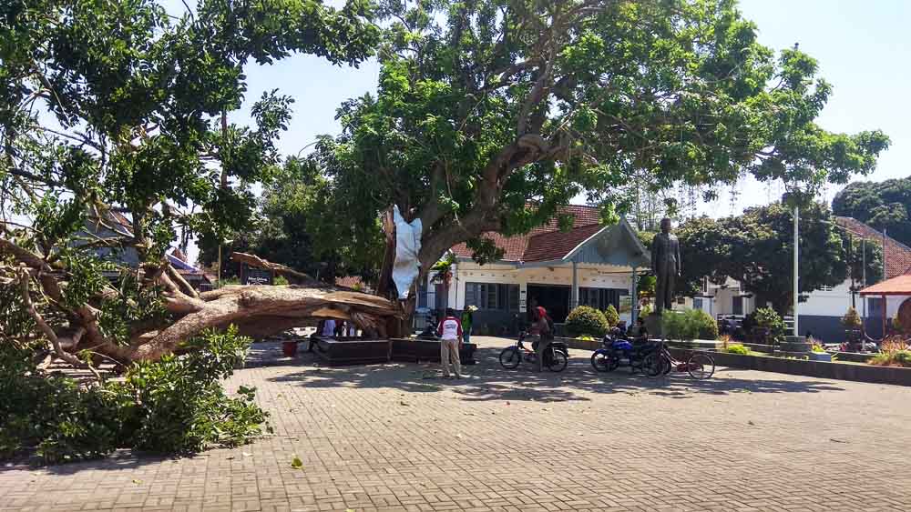 Pohon tumbang di halaman Istana Gebang rumah Bung Karno semasa kecil