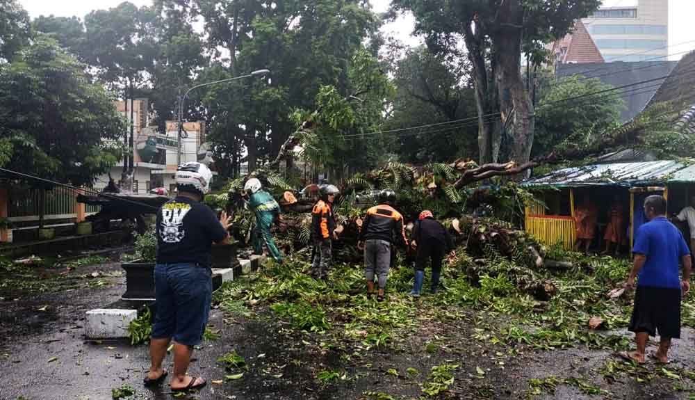Pohon rubuh menimpa pengendara motor