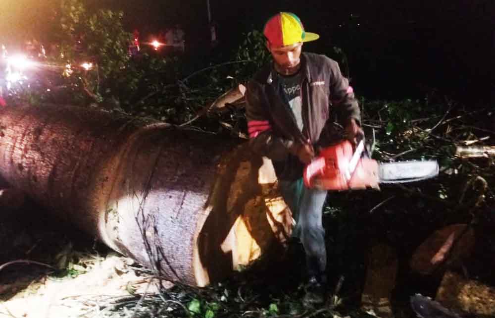 Petugas memotong pohon tumbang 