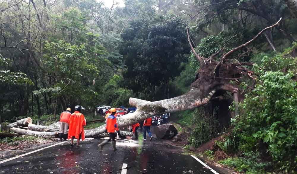 Dua Pohon Sengon Tumbang, Akses Kota Batu-Kediri Sempat Terputus