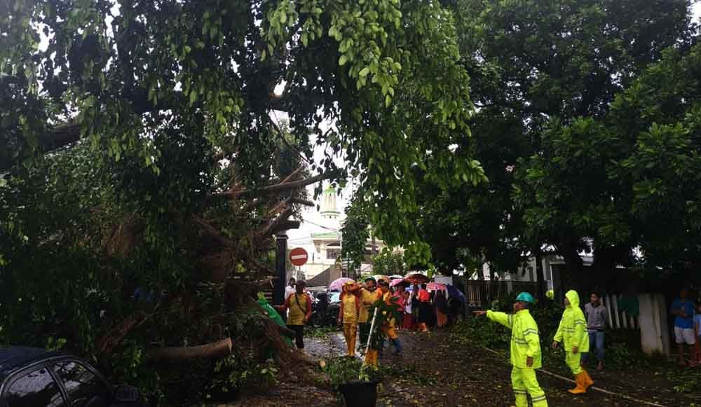 Pohon tumbang di Malang