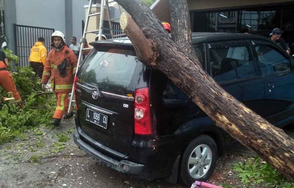 Petugas dan warga bersihkan pohon tumbang