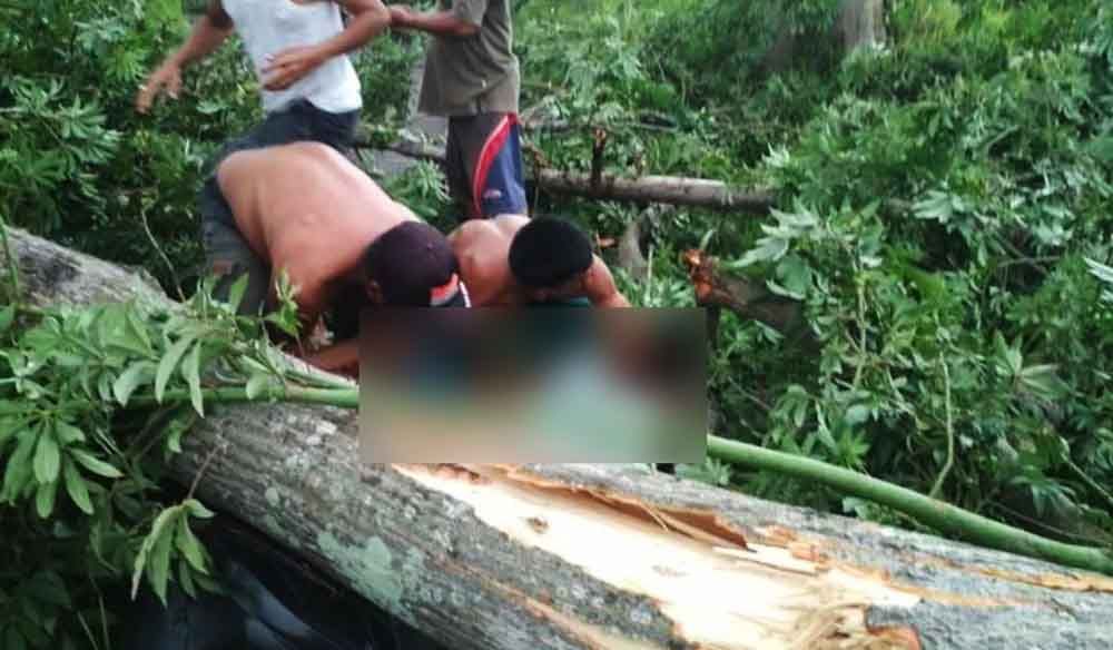 Evakuasi korban tertimpa pohon tumbang