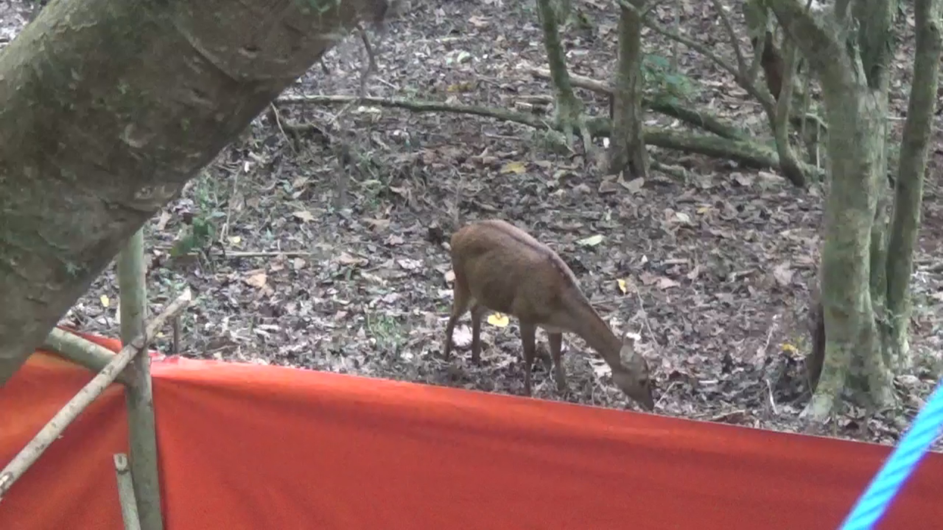 Rusa Timorensis saat sebelum dilepasliarkan./ Foto: Khilmi Sabikhisma Jane.