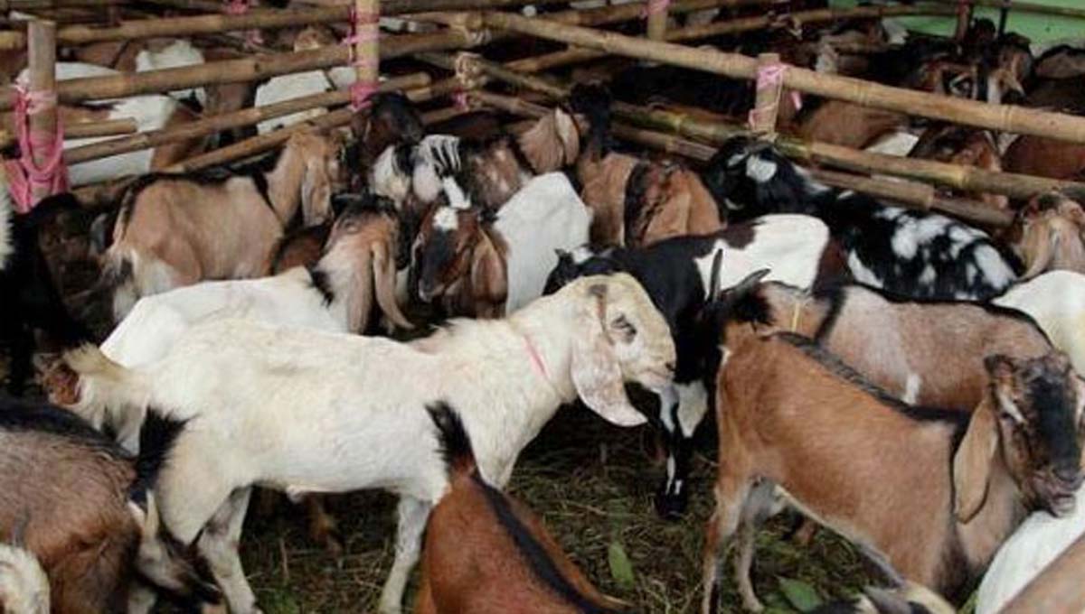 Pemkab Blitar Beri Pembekalan Petugas Pengawas Penyembelihan Hewan