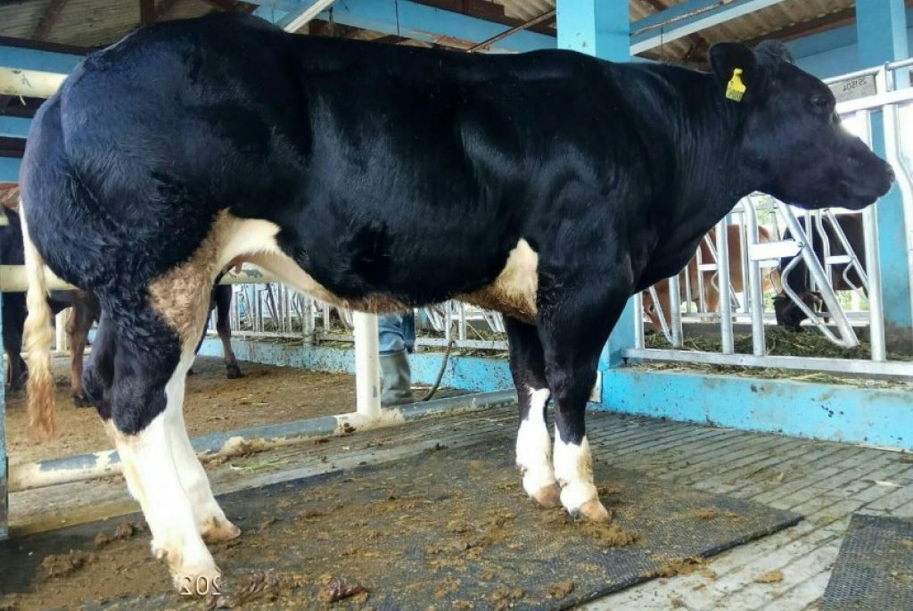 Sapi Belgian Blue mulai dikembangkan di Lamongan (Foto: dok. Kementerian Pertanian)