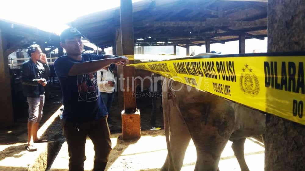 Garis polisi dipasang di kandang sapi betina di RPH Karangpilang Surabaya