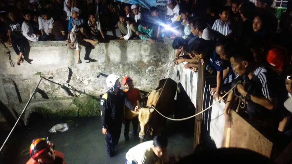 Proses evakuasi sapi terperosok ke sungai