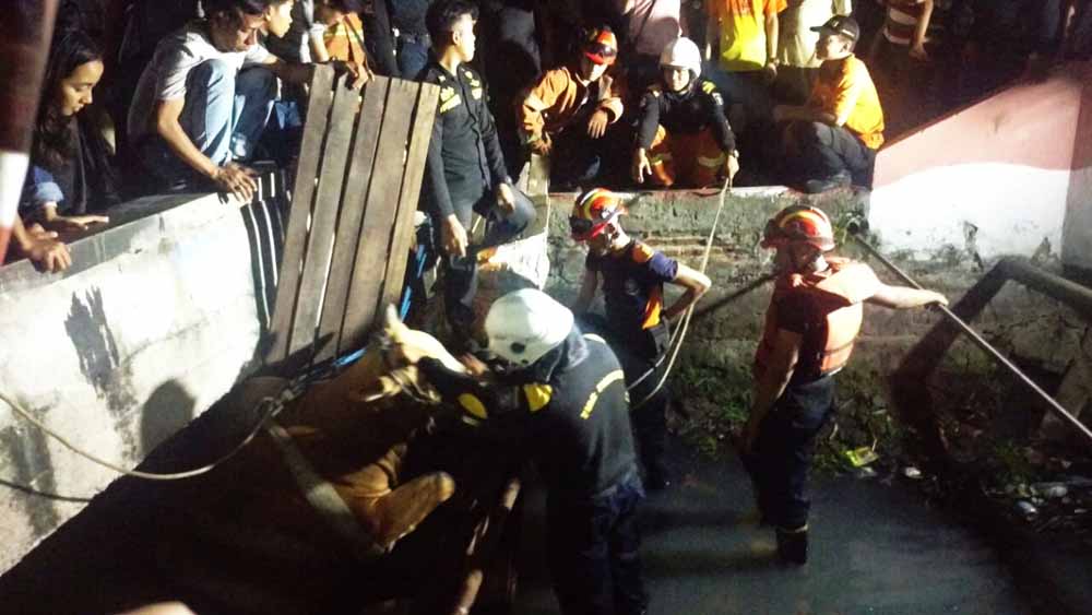 Ini Penyebab Sapi Kurban di Surabaya Mengamuk dan Terjun ke Sungai