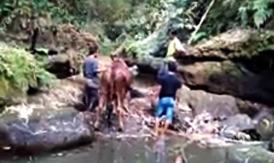 Proses penyembelihan sapi di sungai
