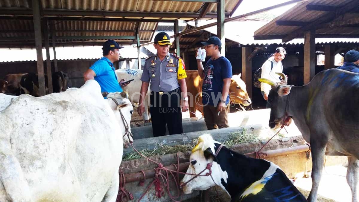 Sapi Betina Potong Disoal Polisi, Begini Kata Dirut RPH Surabaya