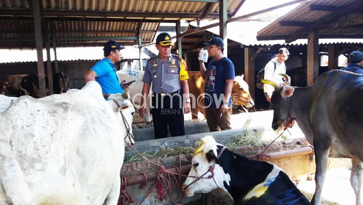 Sapi yang disita./Foto: Narendra Bakrie.