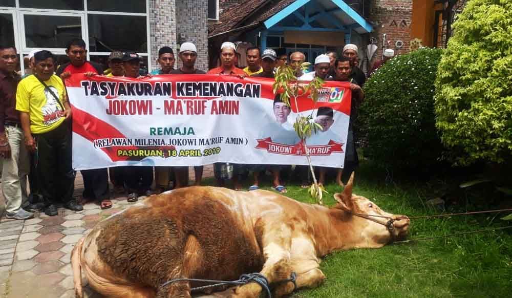 Sapi seberat 1 ton yang akan disembelih