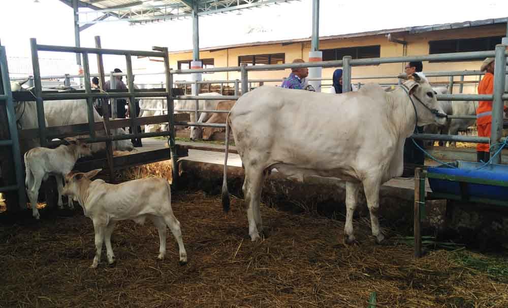 Sapi beranak kembar di Pasuruan