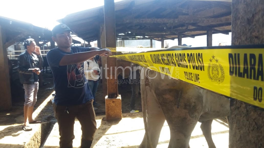 Pengecekan sapi-sapi betina oleh anggota Polsek Karangpilang di RPH Kedurus, Karangpilang./Foto: Narendra Bakrie.