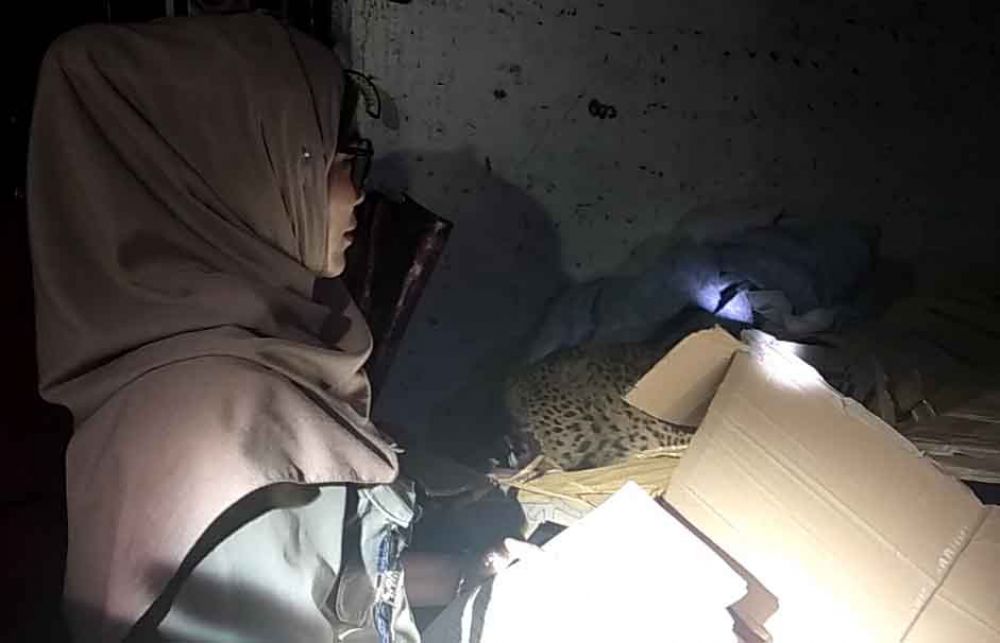 Penemuan satwa dilindungi yang diawetkan