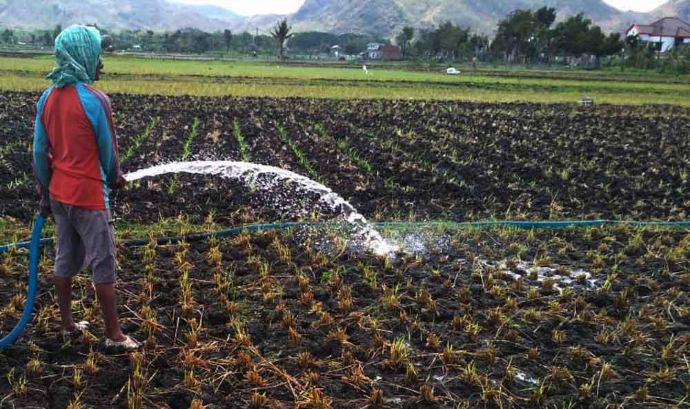 Salah satu petani di Tulungagung mengairi sawah dari sumur tanah