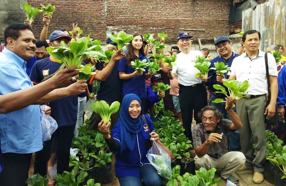 Caleg NasDem Manohara panen sawi di Surabaya