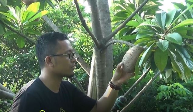 Zacky memanen buah sawo jumbo