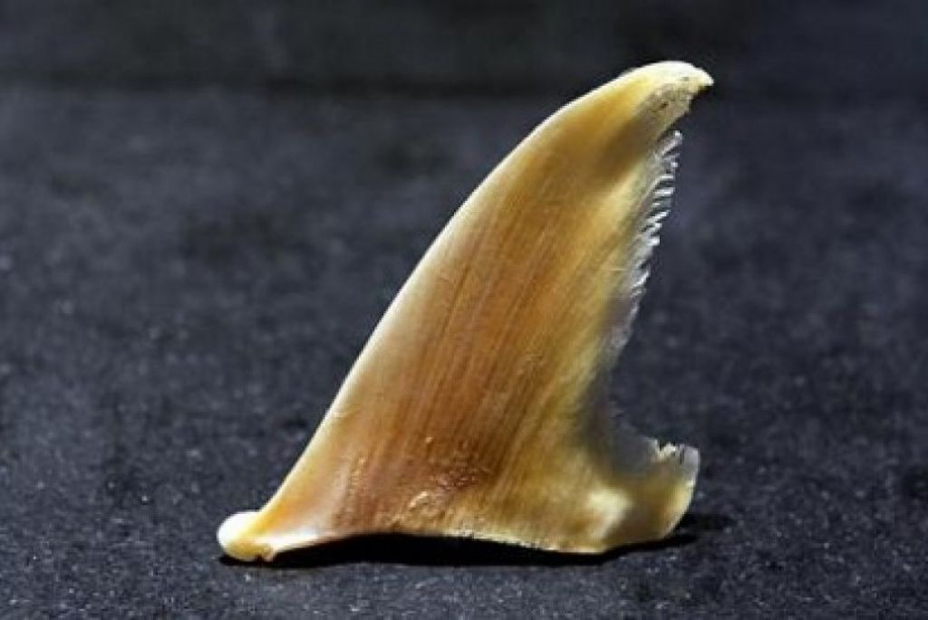 Sirip Ikan Hiu (Foto: STRAITS TIMES via Republika)


