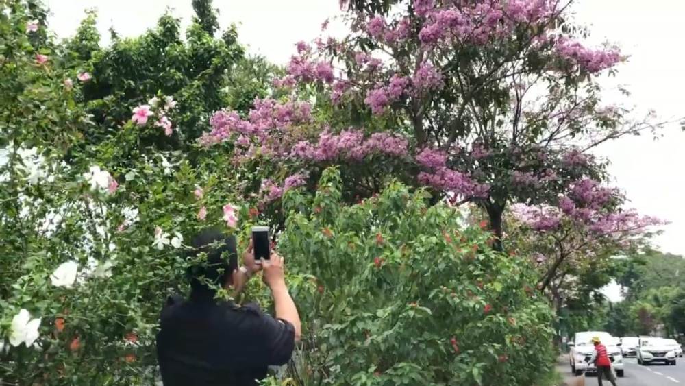 Pohon Tabebuya yang mempercantik kota Surabaya