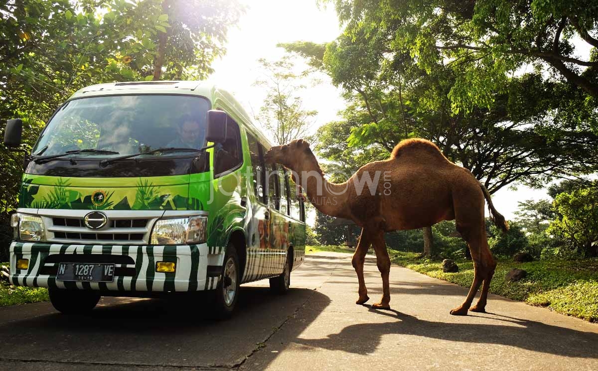 Salah satu kawasan di taman Safari Prigen Pasuruan