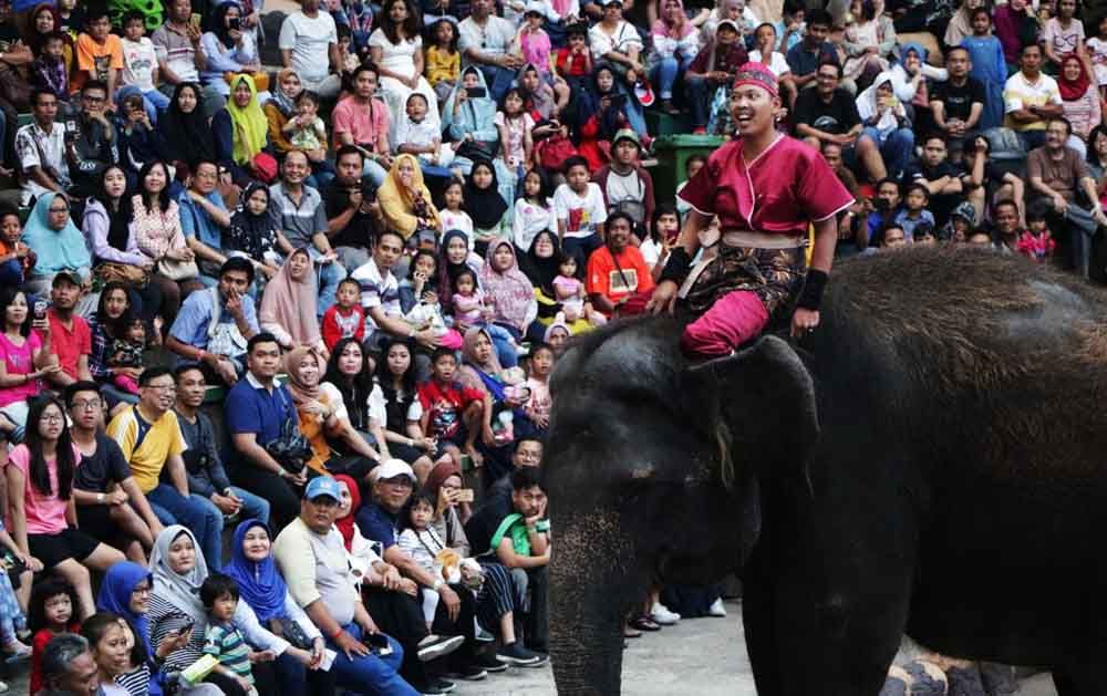 Salah satu atraksi gajah di Taman Safari Prigen