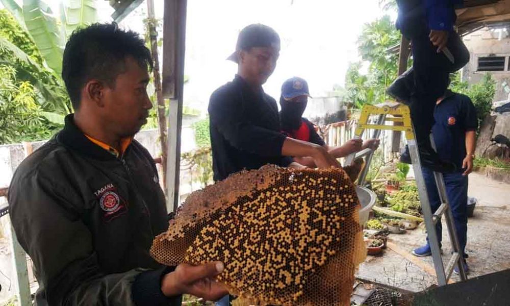 Petugas menunjukkan sarang tawon liar