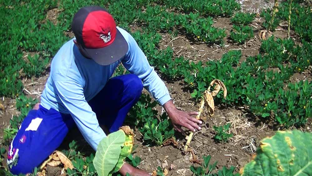 Salah satu petani menunjukkan serangan hama tanaman tembakau