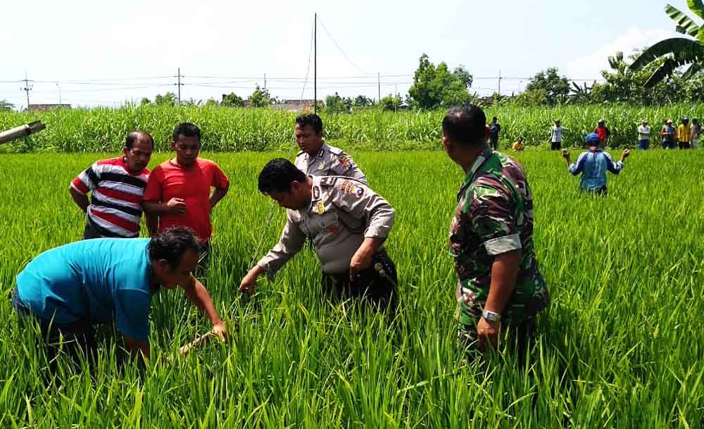 Evakuasi korban tersengat listrik di Ngawi