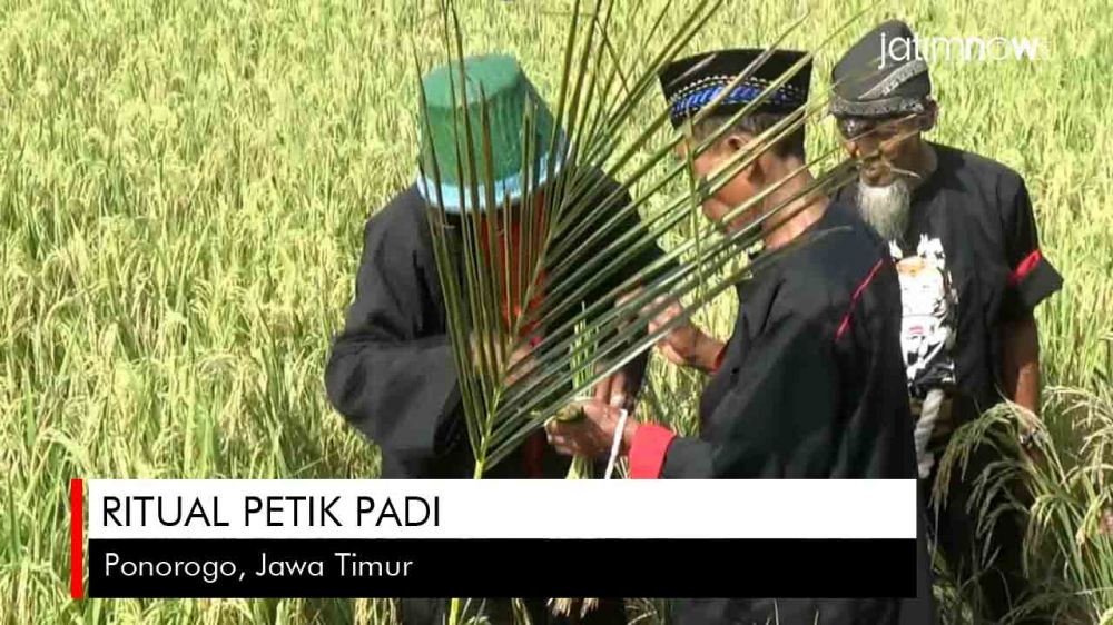 Video: Ritual Petik Padi di Ponorogo