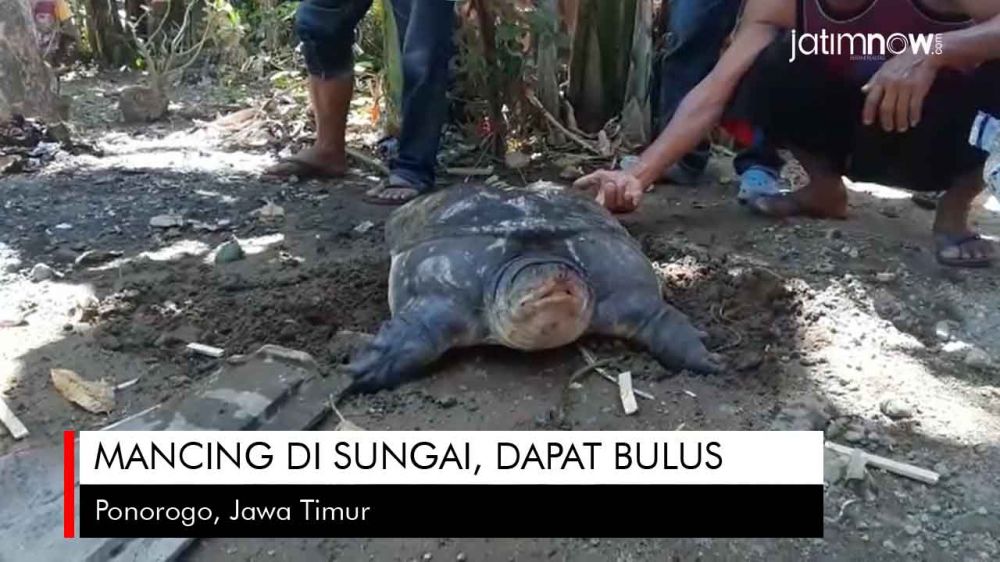 Video: Mancing di Sungai, Dapat Bulus
