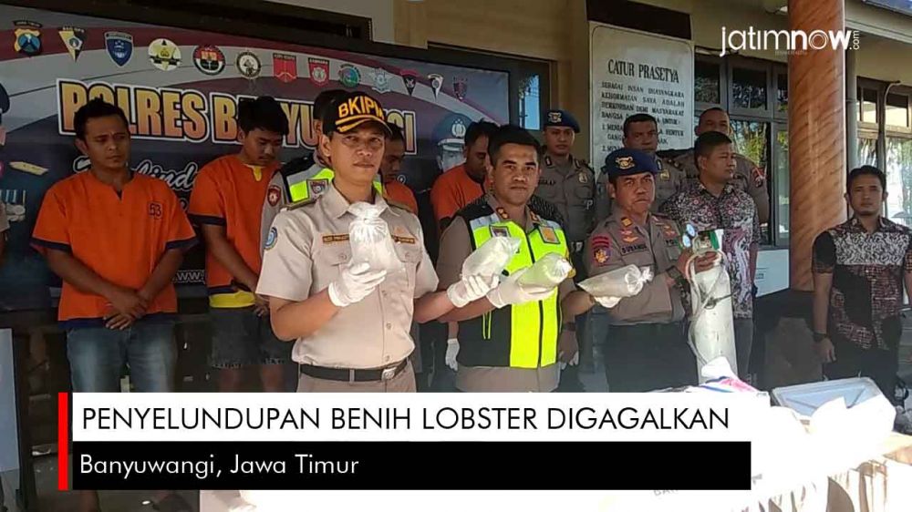 Video: Penyelundupan Benih Lobster di Banyuwangi Digagalkan