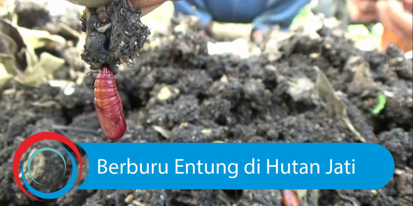 Video: Berburu Entung di Hutan Jati